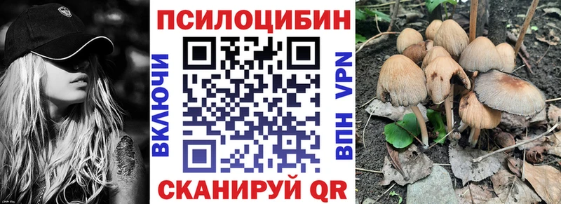 как найти наркотики  Пучеж  Псилоцибиновые грибы мицелий 
